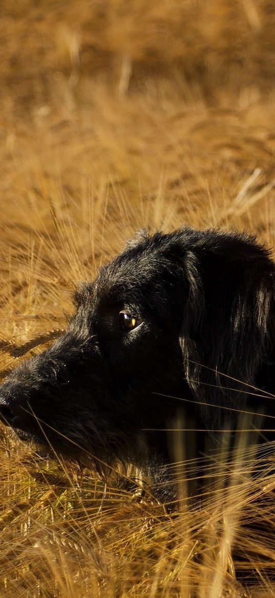 dog, face, eyes, hunting