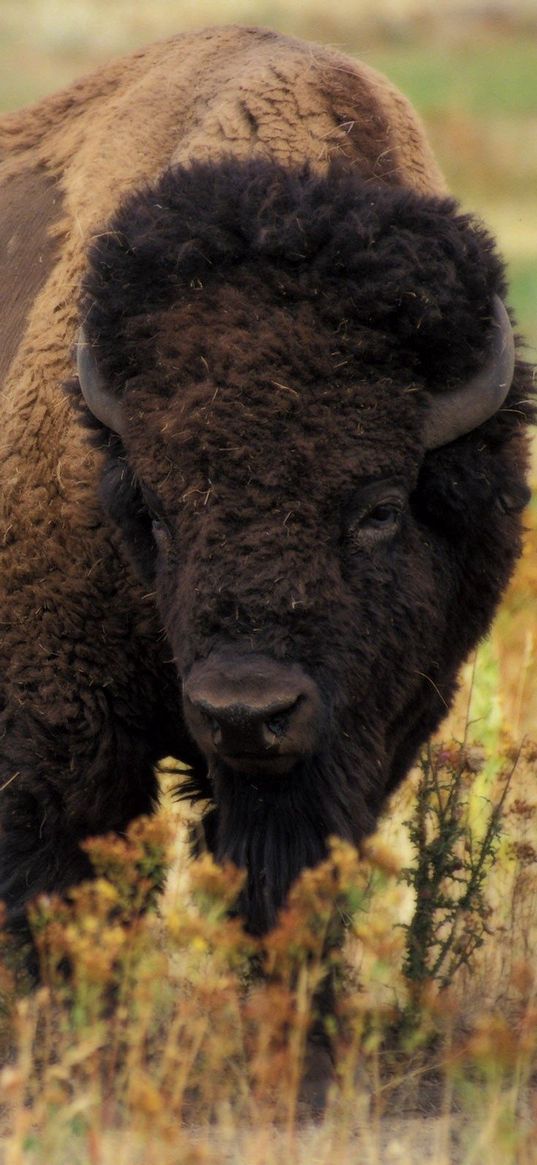 bison, grass, field, nature