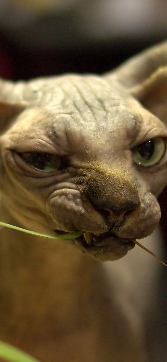 sphynx, cat, face, wrinkles