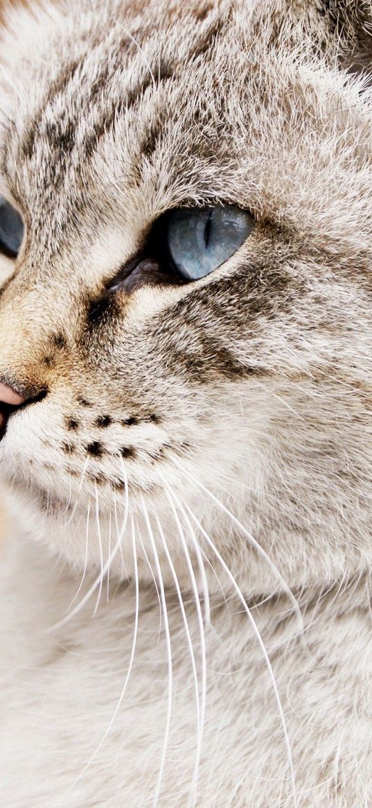 cat, face, blue eyes, beautiful