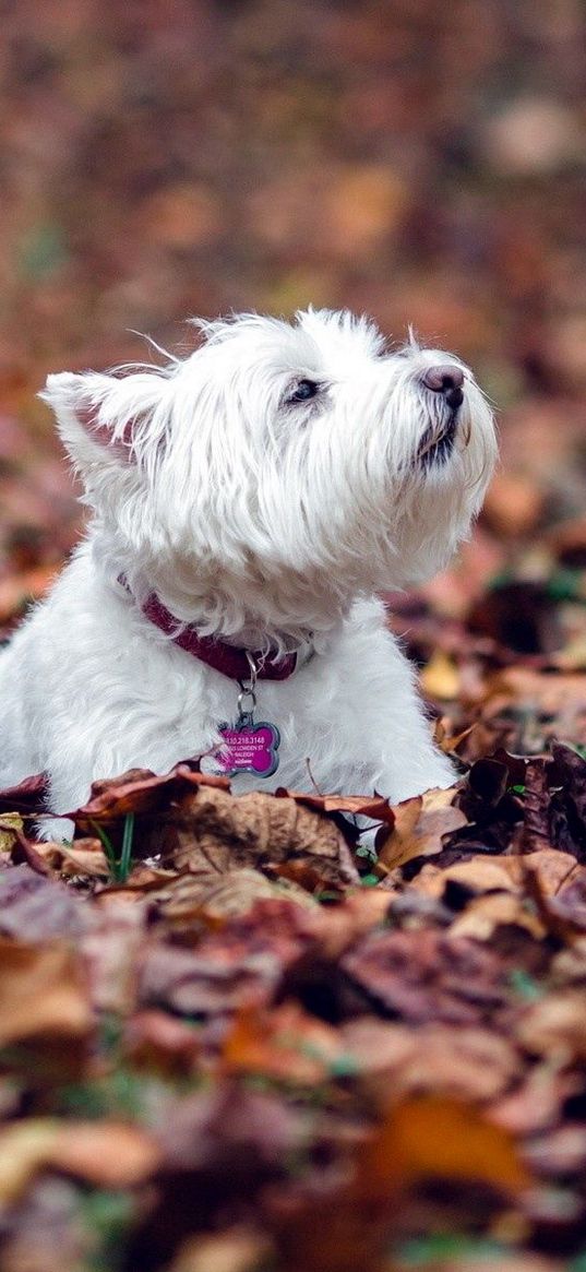 dogs, leaves, fall, down, terrier