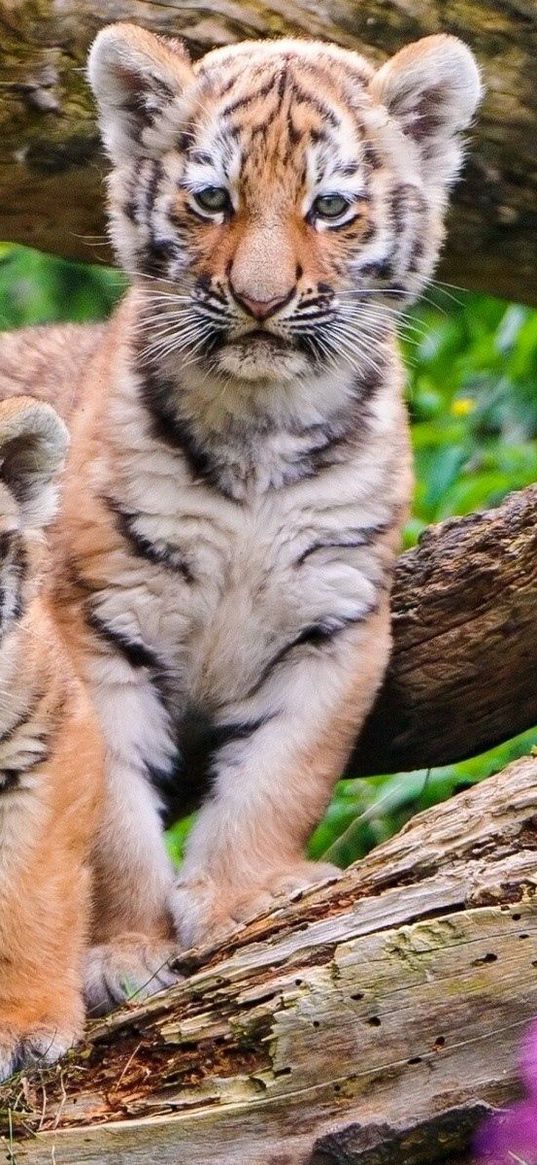 tigers, steam, wood, young