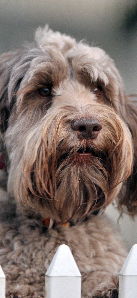 dog, muzzle, eyes, curly