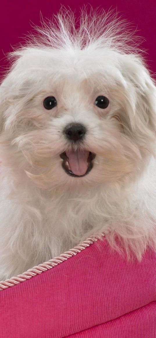 dogs, face, sit, bed, terrier