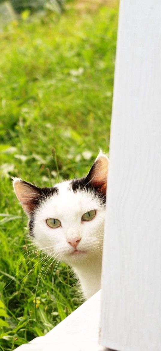 cat, look out, grass, window