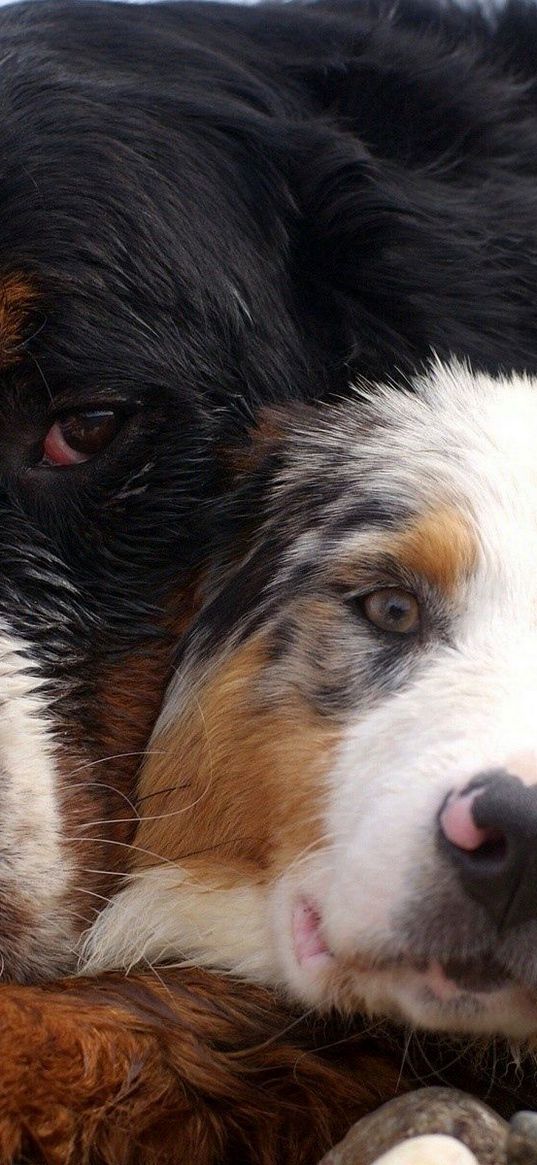 dog, couple, embrace, australian shepherd