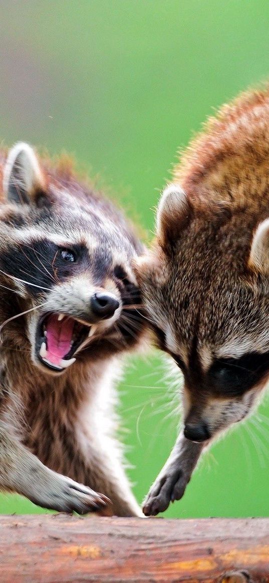 raccoon, couple, standing, animal