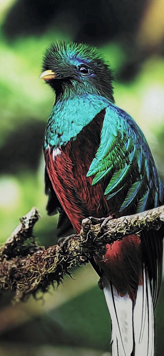 quetzal, bird, branch, sit, color