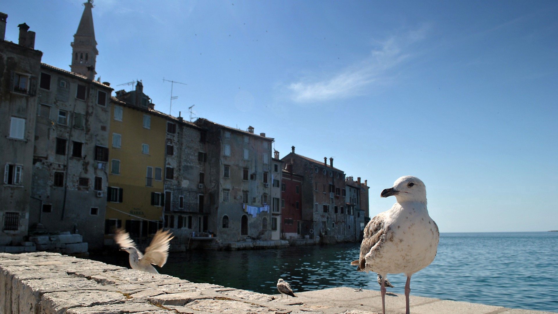 gulls, birds, buildings, sea