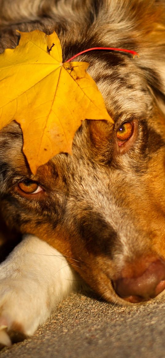 australian shepherd, sheet, look, dog