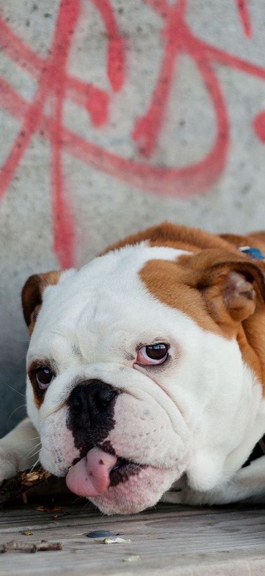 english bulldog, lies, tongue, dog, thick