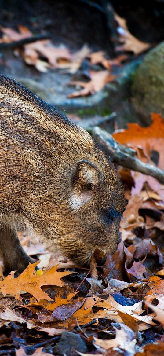 boar, leaves, autumn, stone, climbing