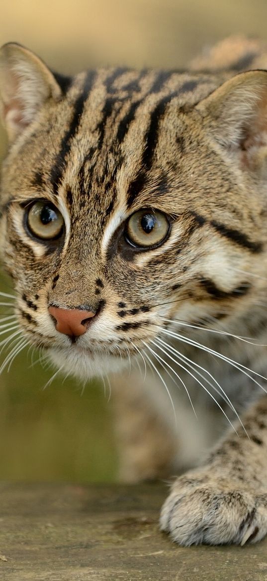 fishing cats, wild cat, paw, snout