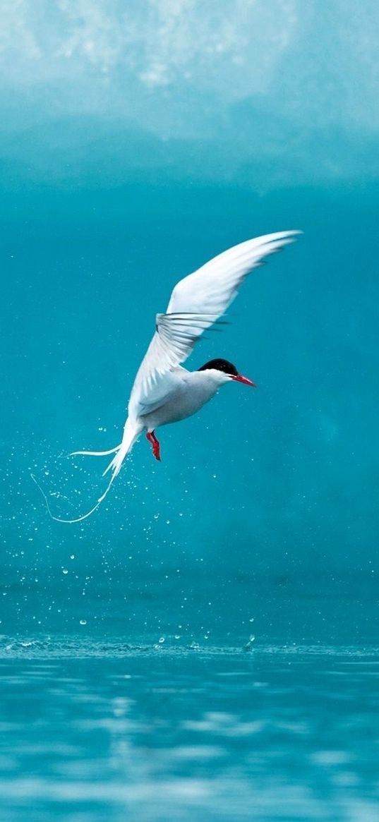 tern, arctic, bird, water, spray