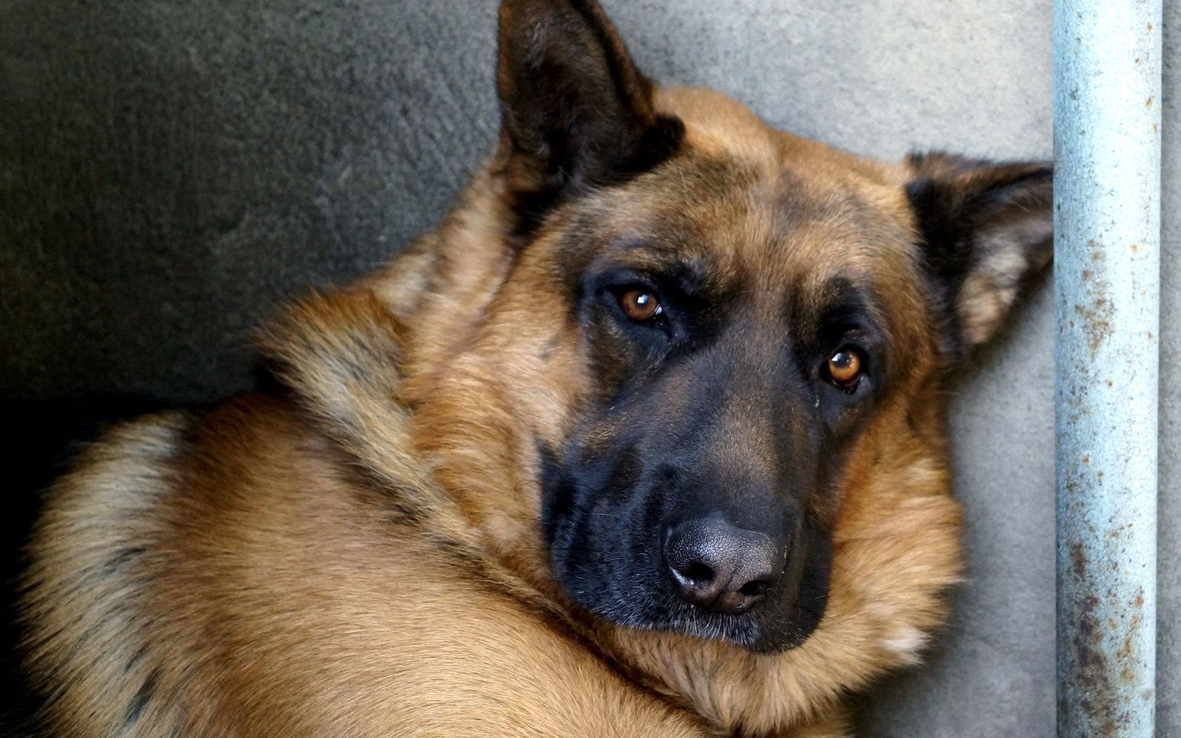 nose, dog, german shepherd