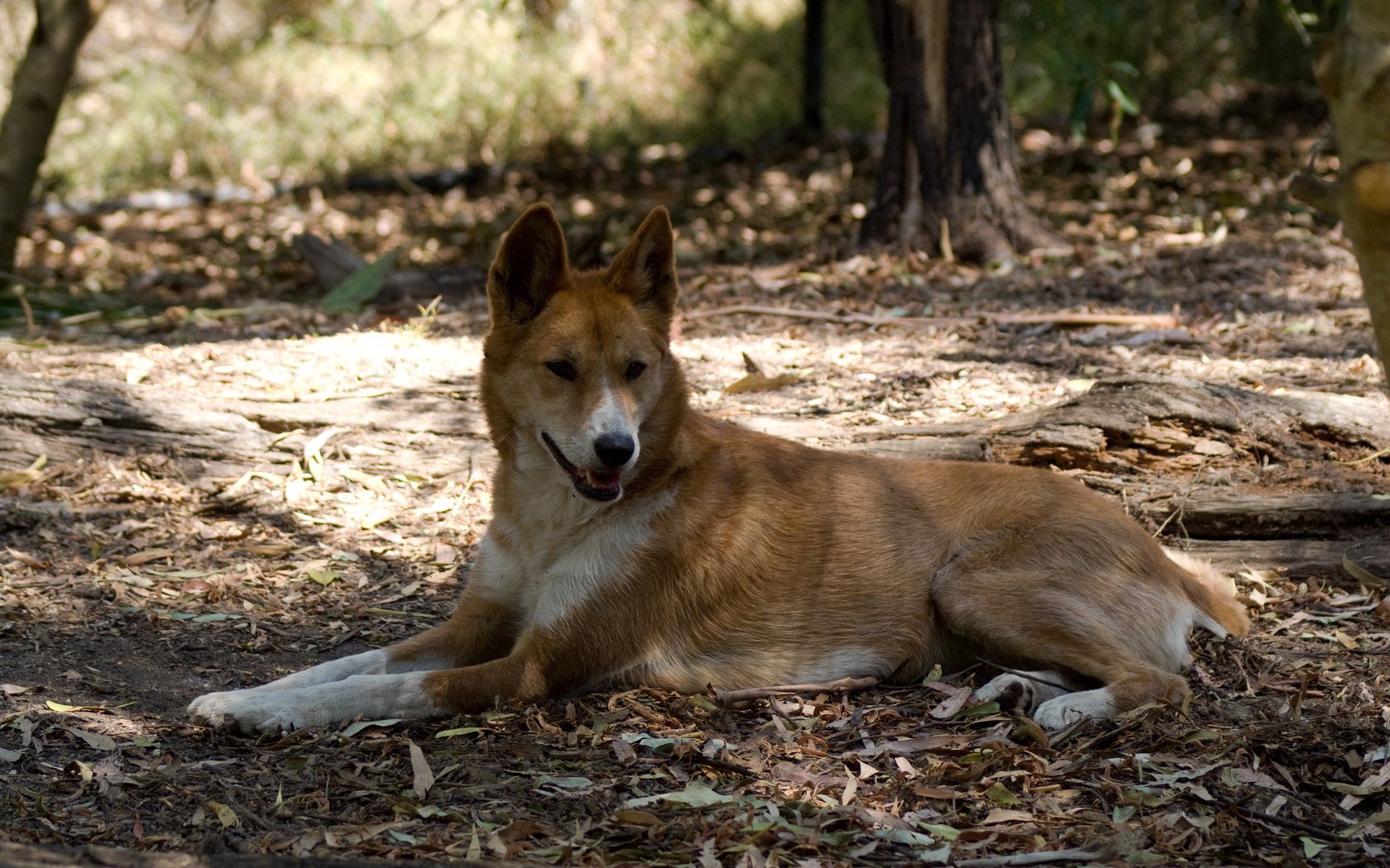 resting, dingo, lies, wild dog