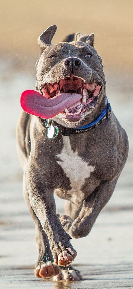 pit bull terrier, run, protruding tongue