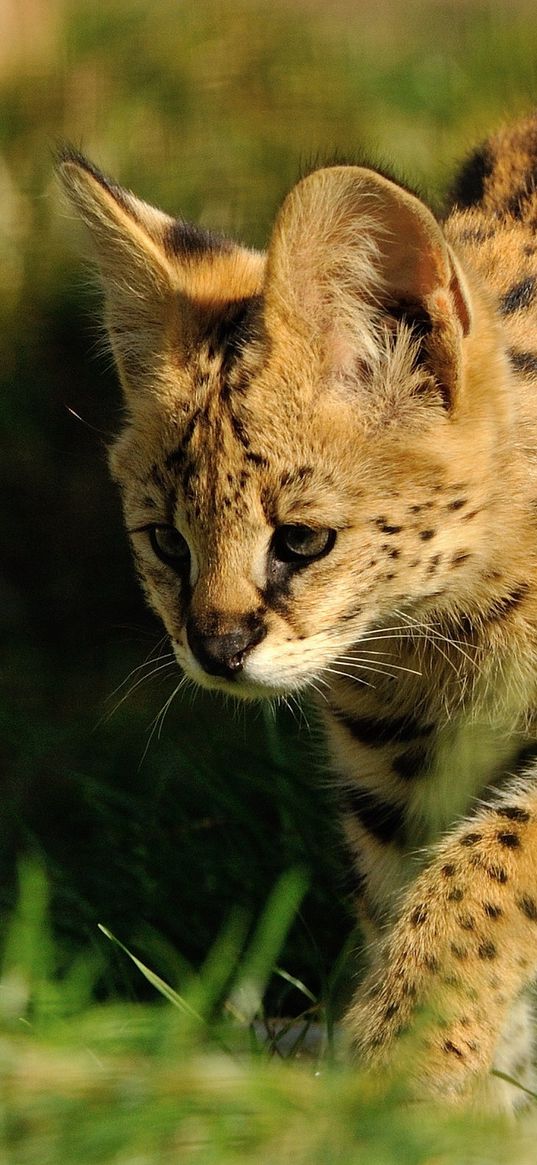 serval, predator, grass, color