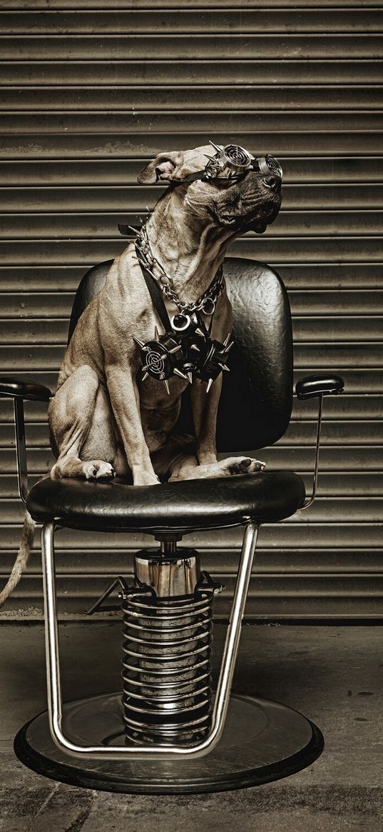 dog, metalist, chair, glasses