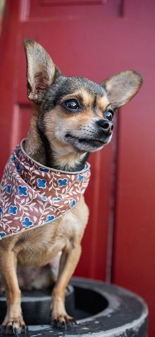 dog, chihuahua, handkerchief, small