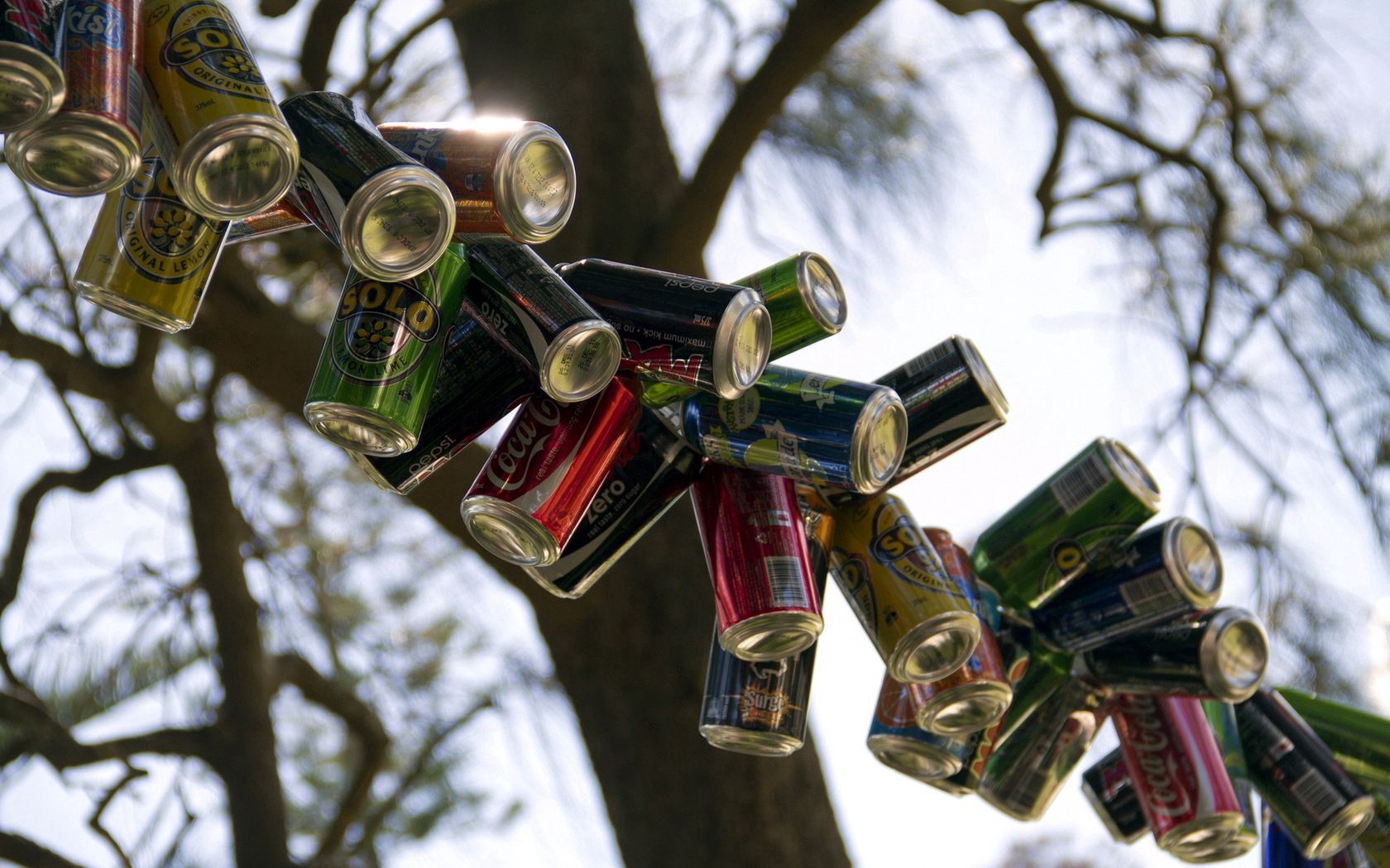 cans, drinks, soda, branch, tree