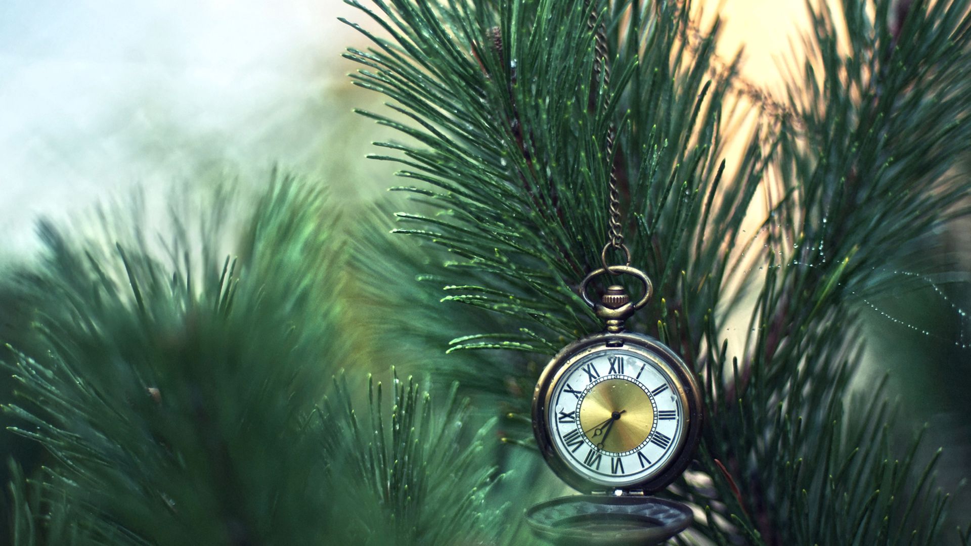 fir, branches, pocket watch