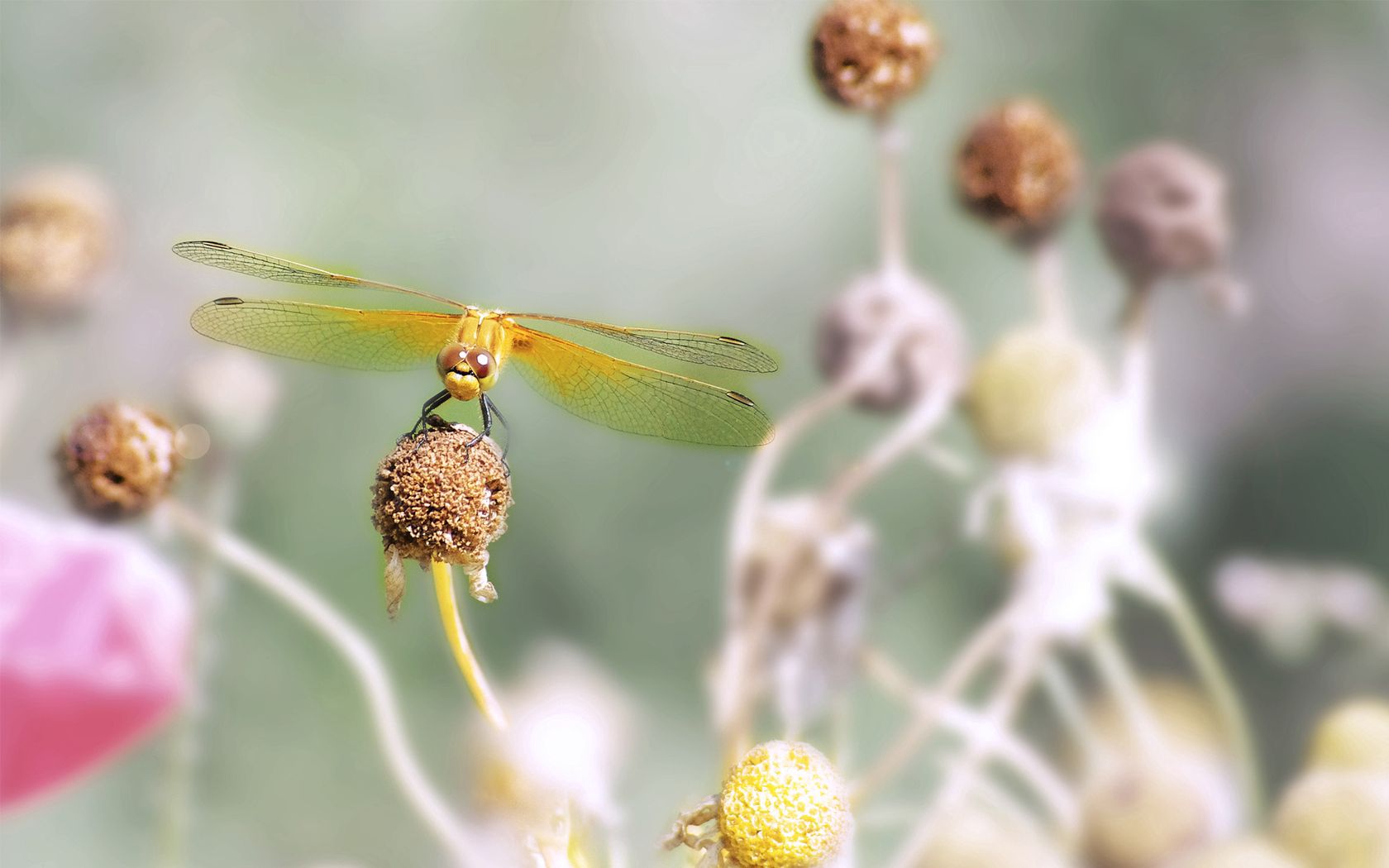 dragonfly, flower, stamen