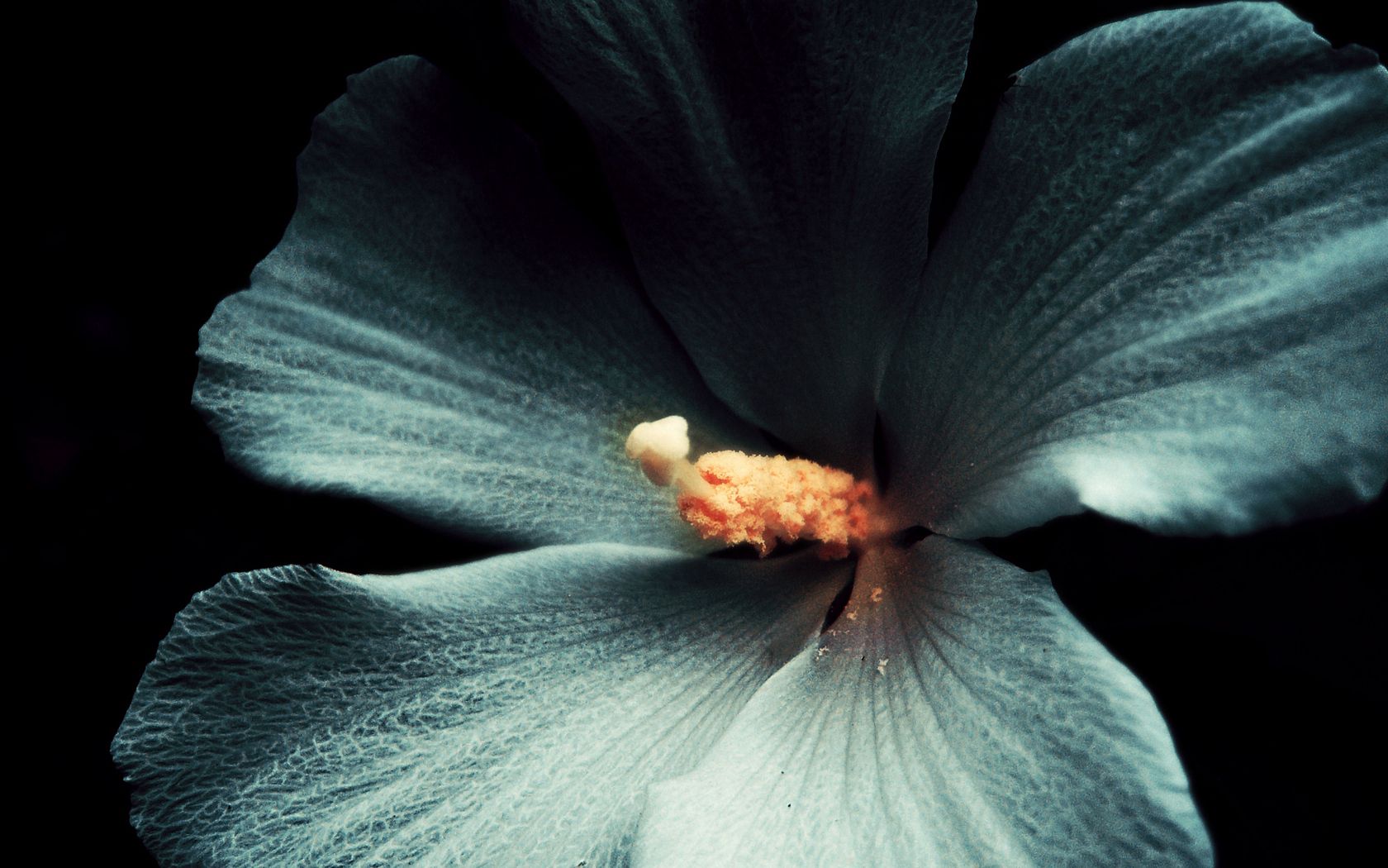 hibiscus, flower, macro, white, black background