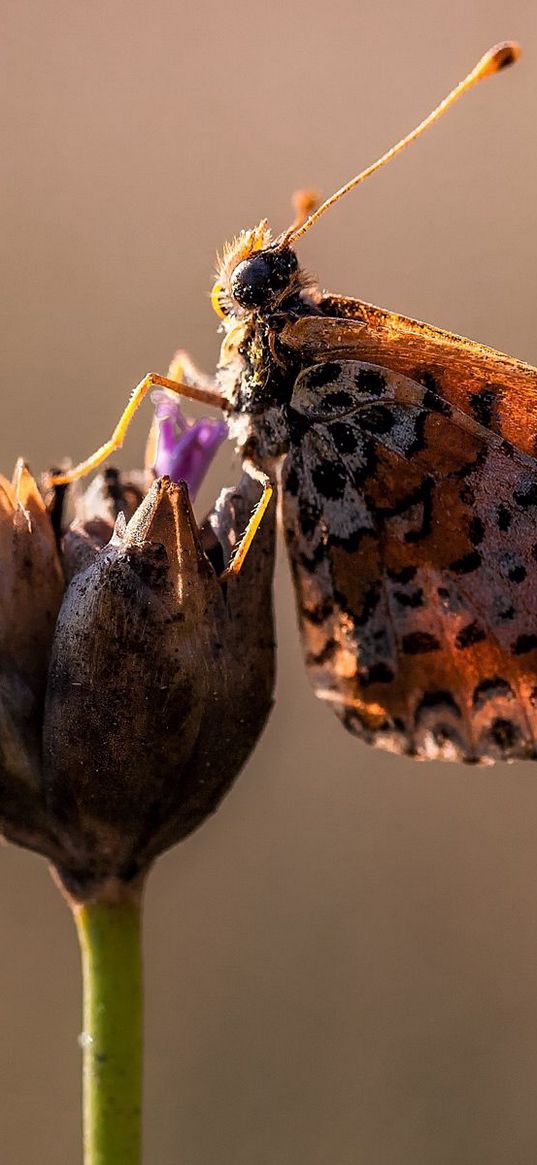 butterfly, flower, close up, wings, spots