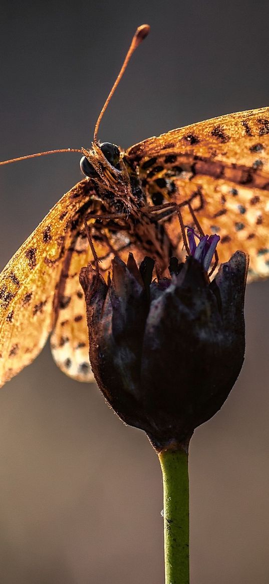 macro, butterfly, flower, stem, blur, antennae