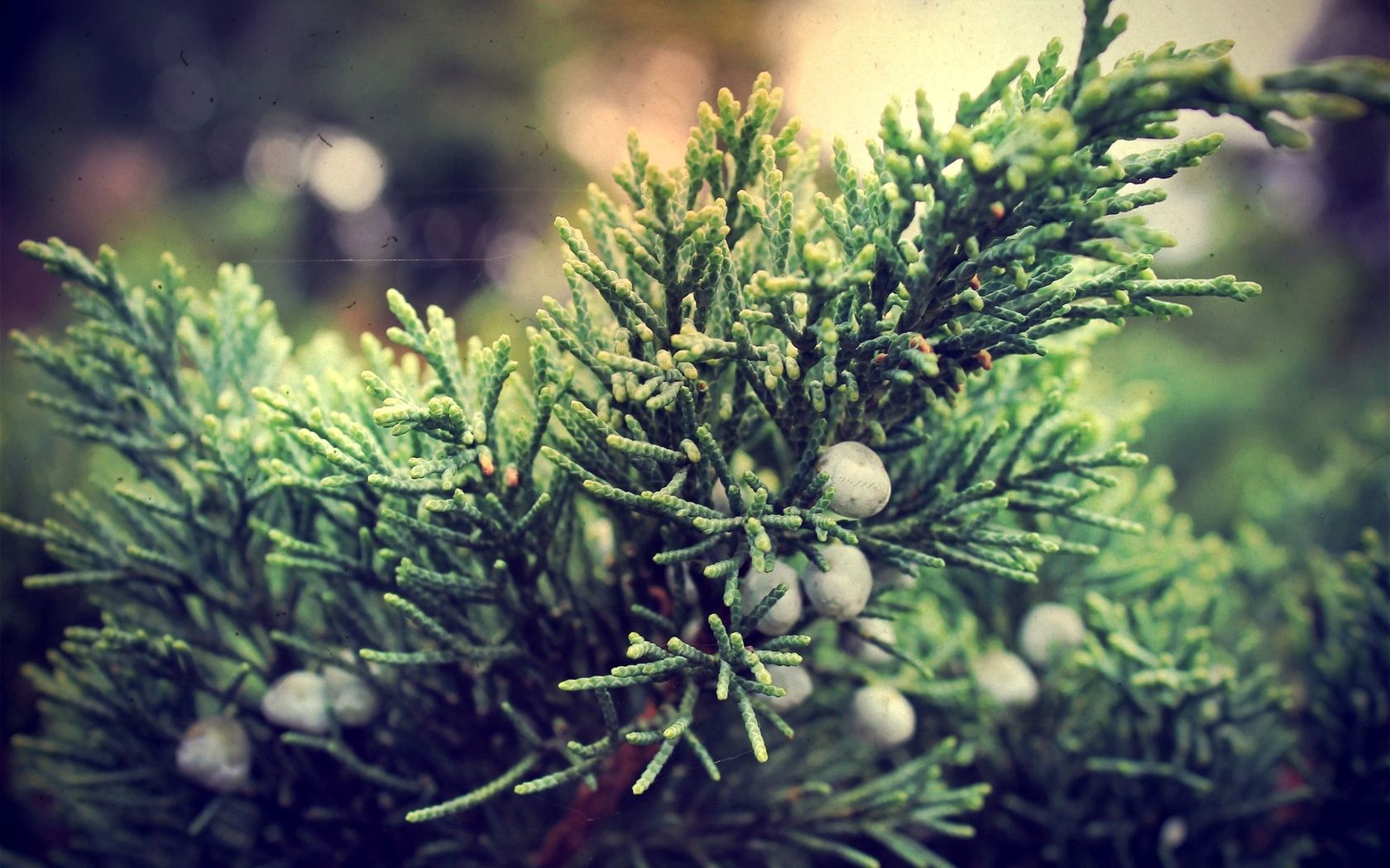 juniper, bush, berries, branches