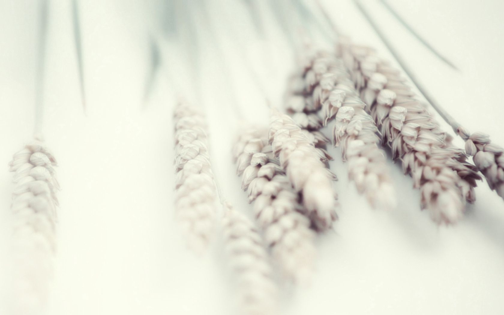 wheat, white, soft, plant