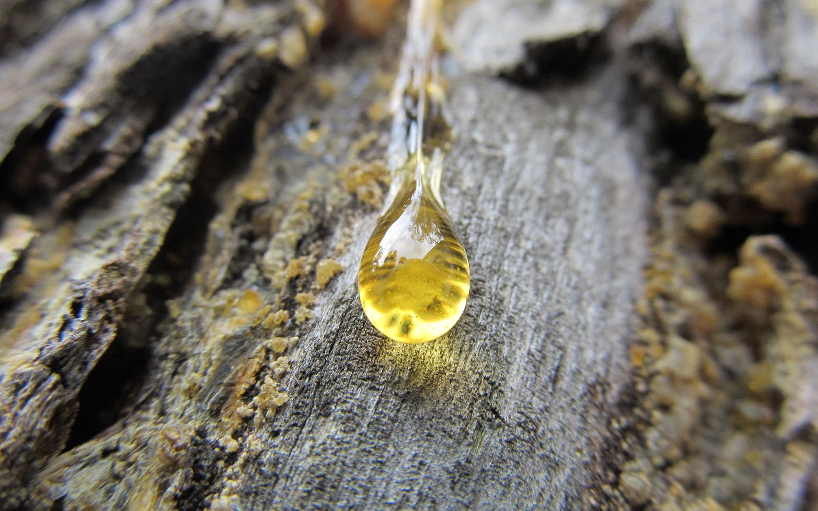 resin, bark, wood, pine, macro