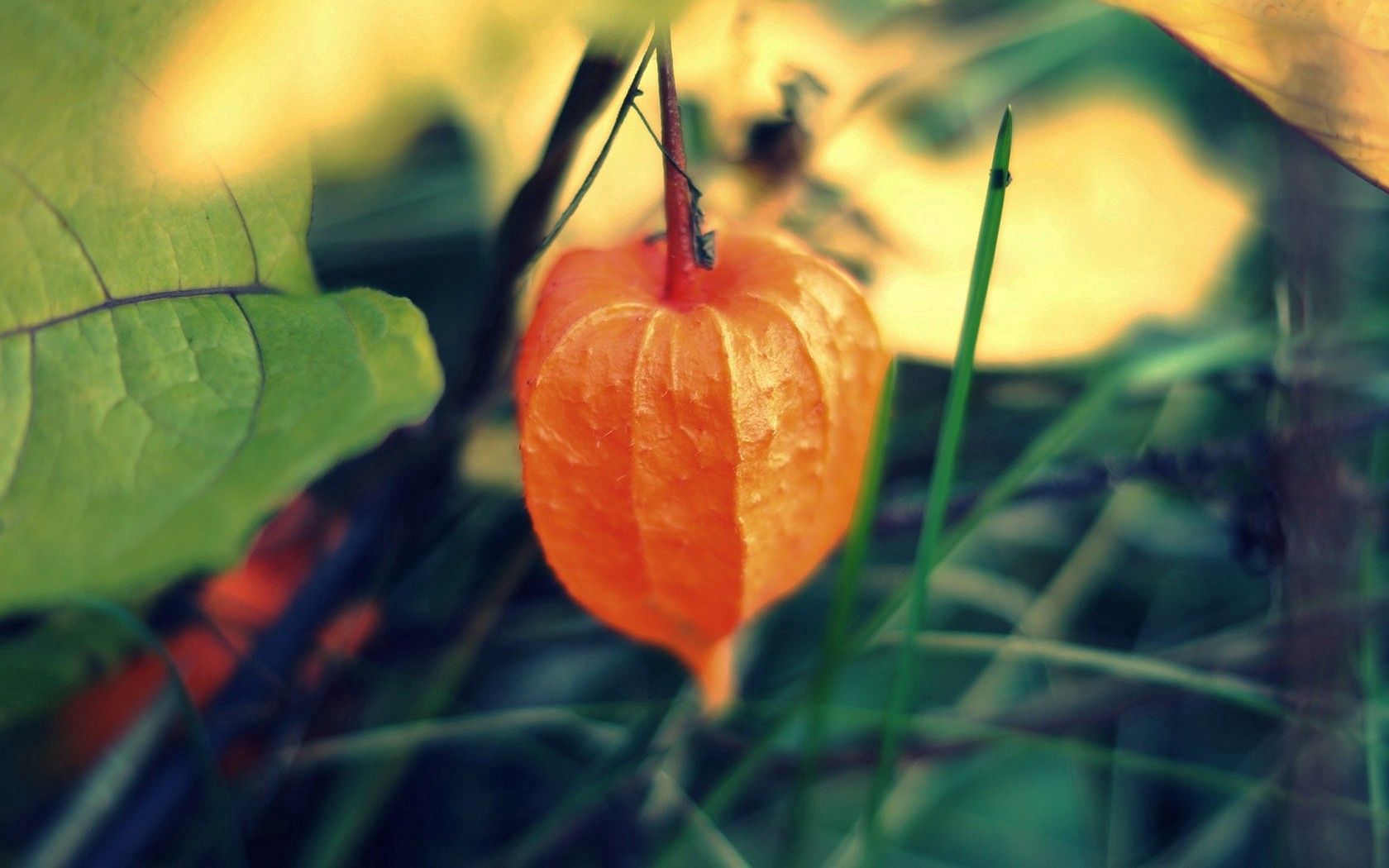 physalis, chinese, plant, close-up