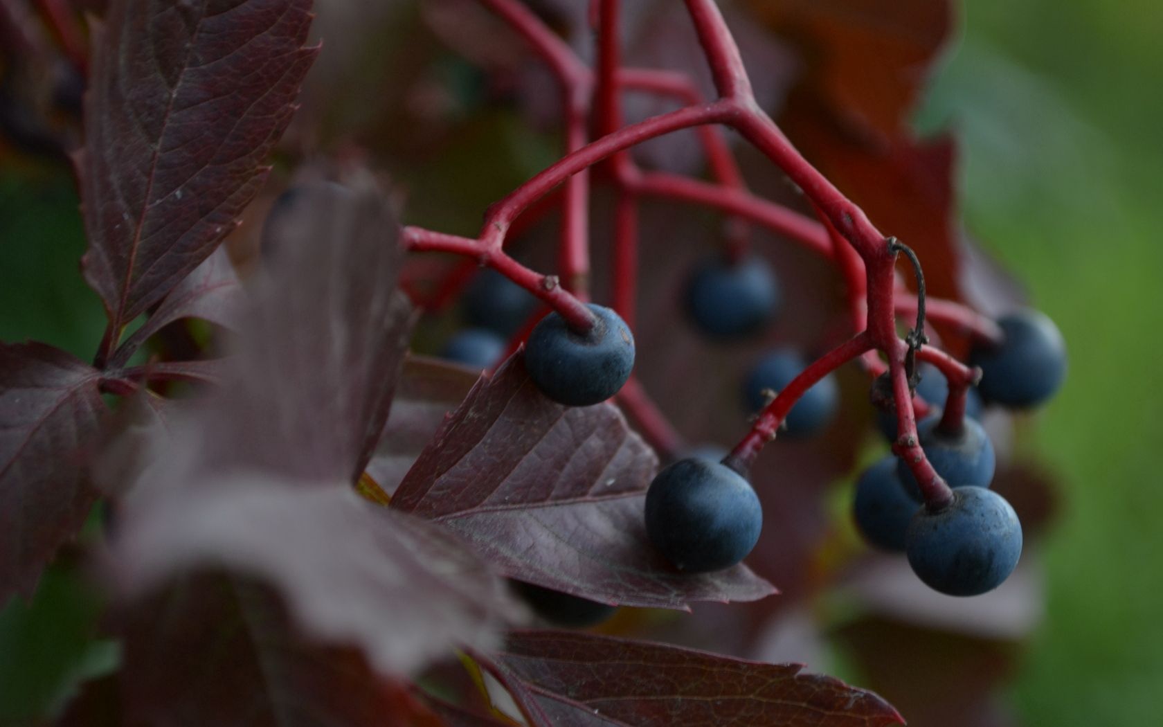 grapes, berries, leaves, branch