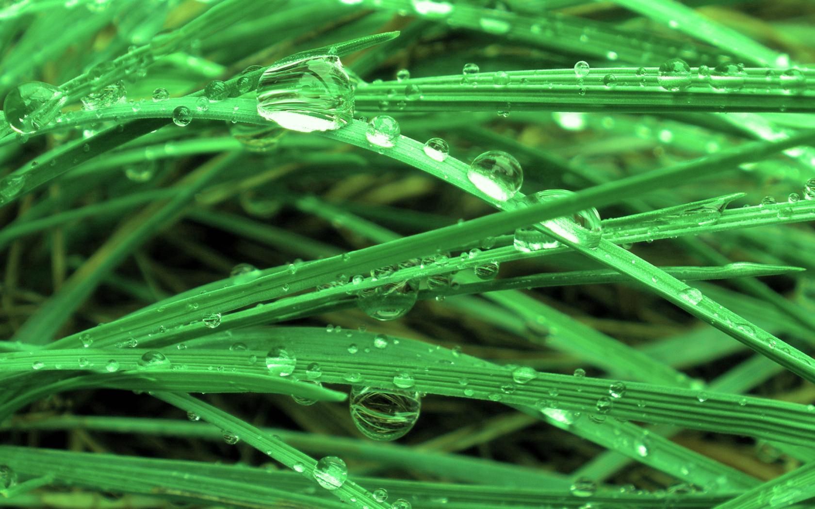 grass, drops, water, mildew, plant