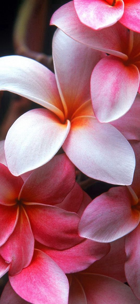 plumeria, flowers, petals, stains