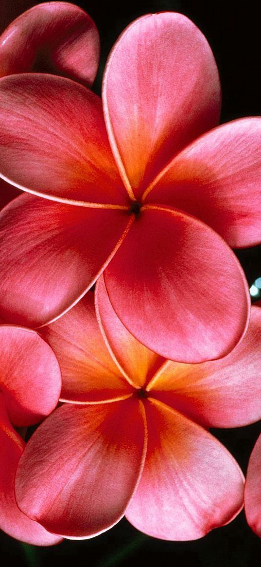 plumeria, flowers, petals, branch