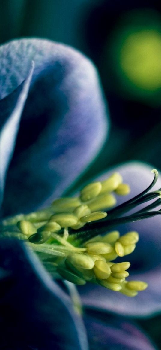 flower, stamens, petals, dark