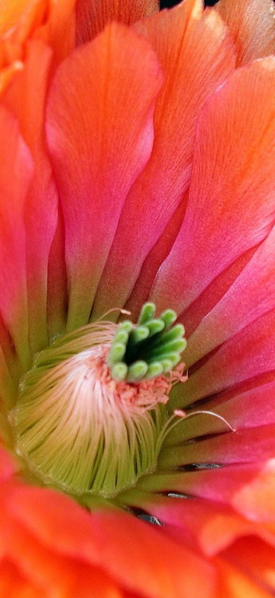 flower, cactus, petals