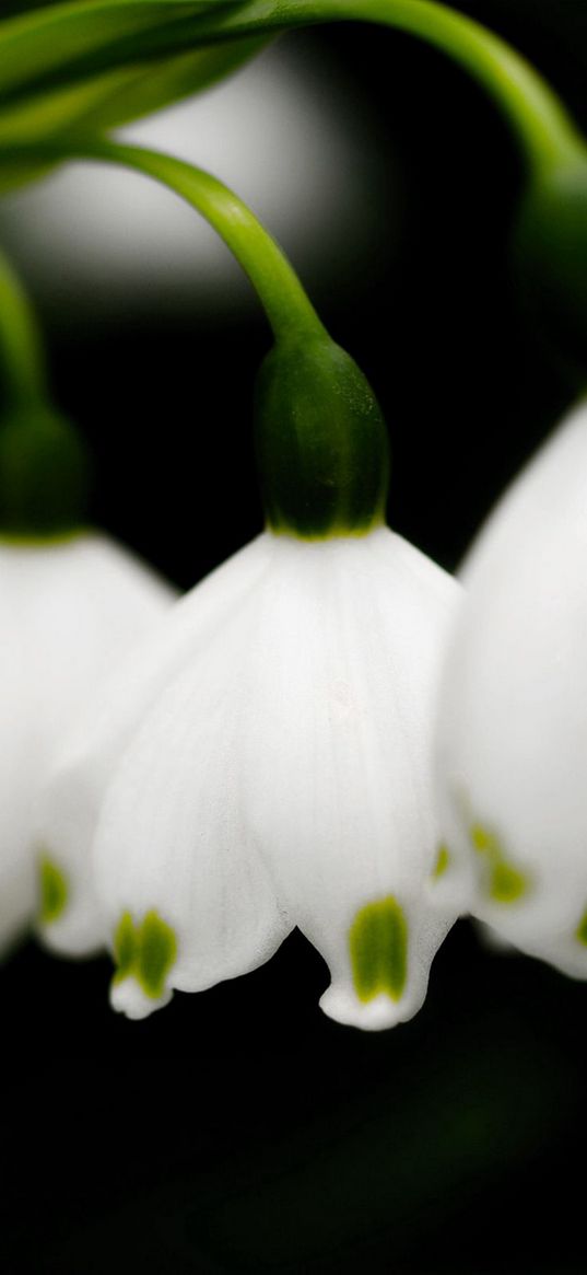 lily of the valley, flowers, branches, leaves