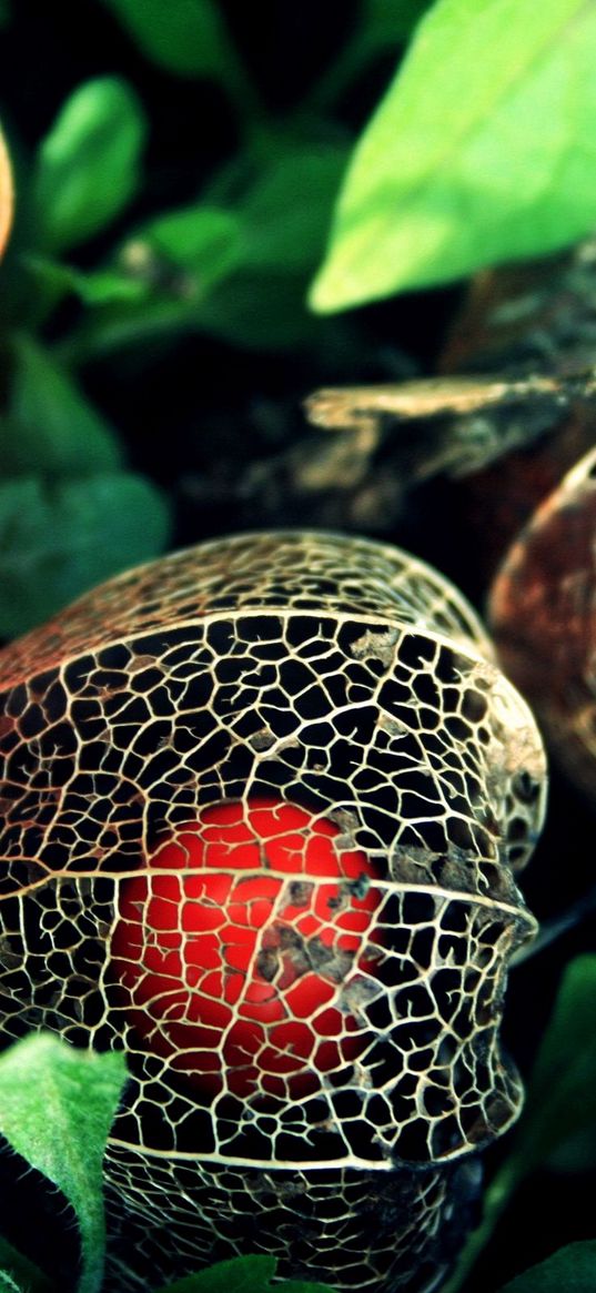 physalis, flowers, berries, background