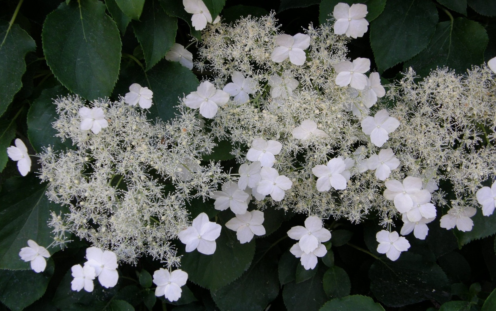 hydrangea, flowers, flowering, stalk