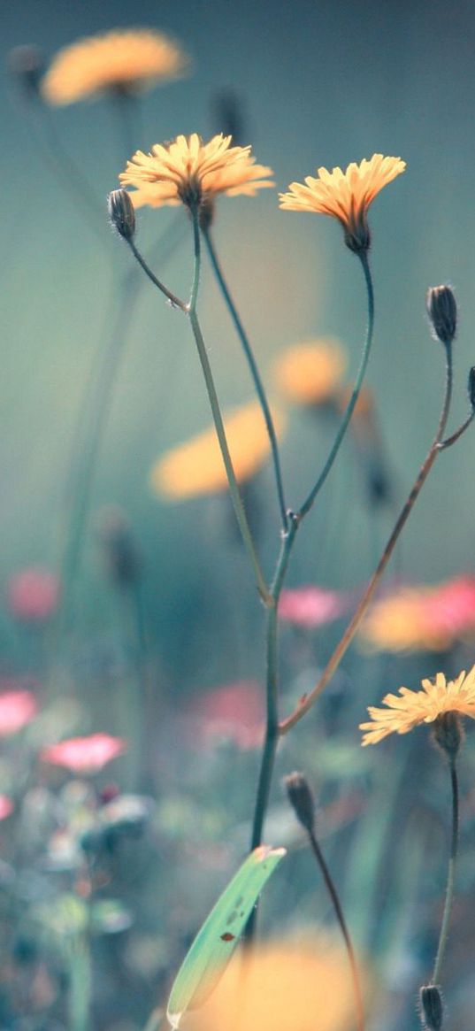 flowers, field, summer, close-up, blurring