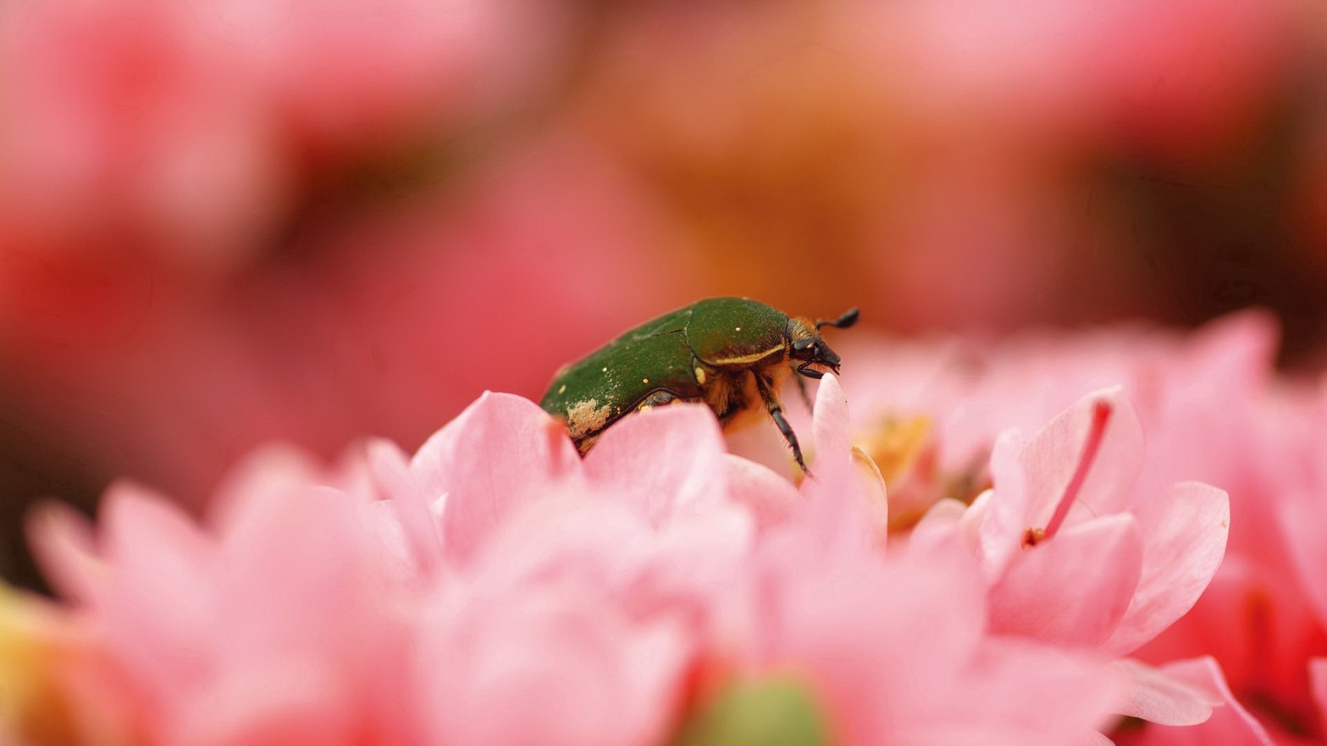 beetle, bug, flower, petals