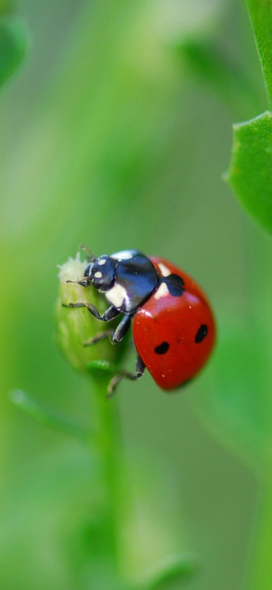 ladybug, grass, leaves, plant, climbing, insect