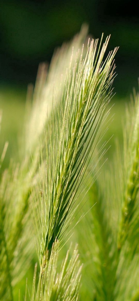 ears of corn, grass, herbs