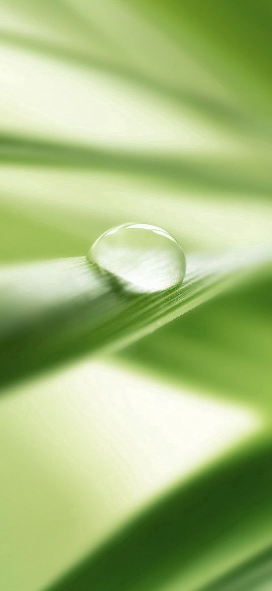 leaves, grass, droplet, blurring