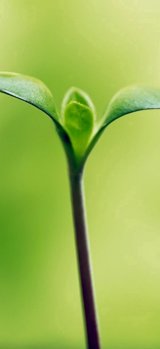 sprout, grass, branch, green