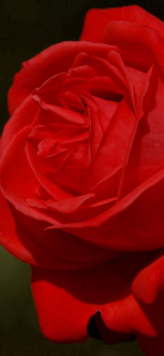 rose, dark background, petals, flower, red